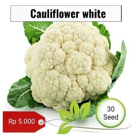 Jual Benih Biji Cauliflower Kembang Kol Benih Shopee Indonesia