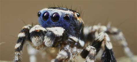 La parade de l araignée paon et ses incroyables couleurs