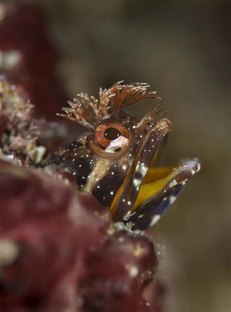 Japan's Hachijō-jima | X-Ray Mag