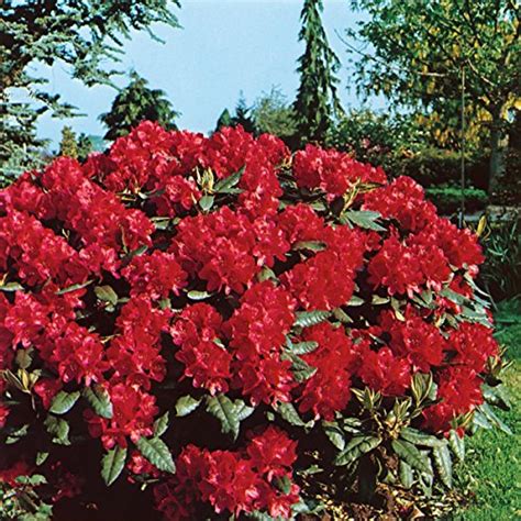 Rhododendron Rot Rosa Garten Guru De