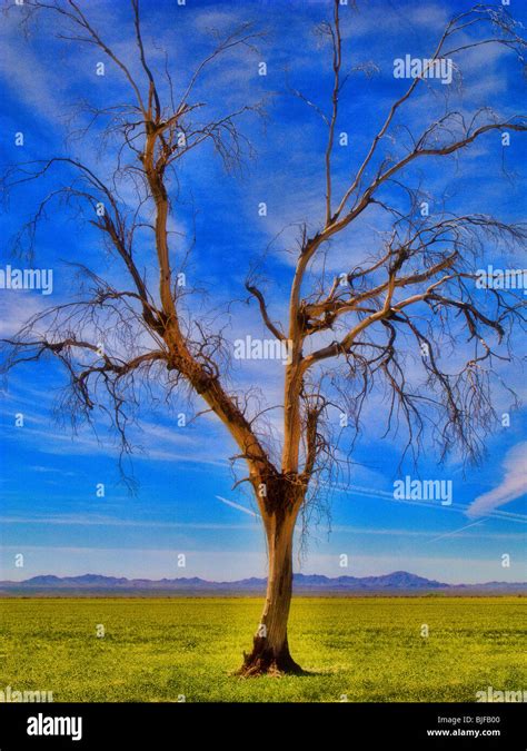 Altered Tree Hi Res Stock Photography And Images Alamy