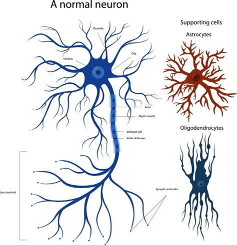 Oligodendrocyte Vector Images (13)