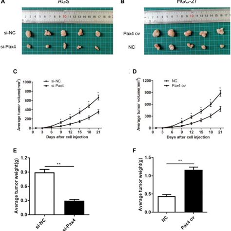 Pax Overexpression Promoted Gc Tumor Growth In Vivo A B