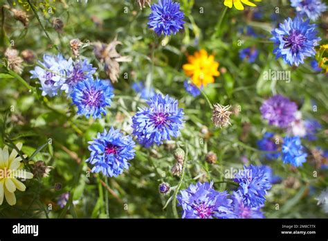 Blue Flowers Centaurea Cyanus Black Gem In The Garden Bachelor S