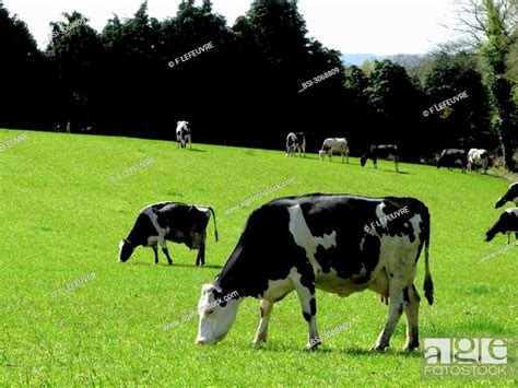 HOLSTEIN CATTLE, Stock Photo, Picture And Rights Managed Image. Pic ...