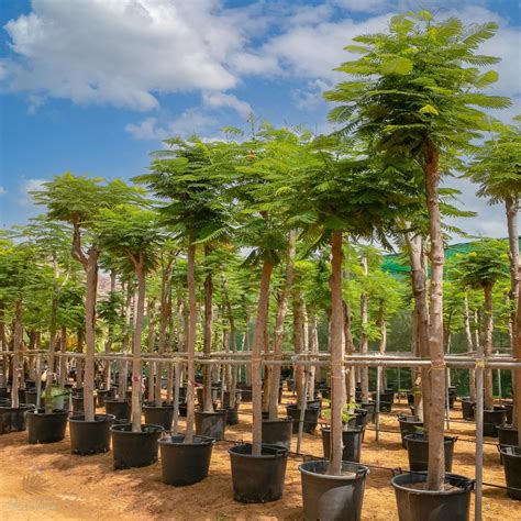 Delonix Regia Wahat Al Sahraa