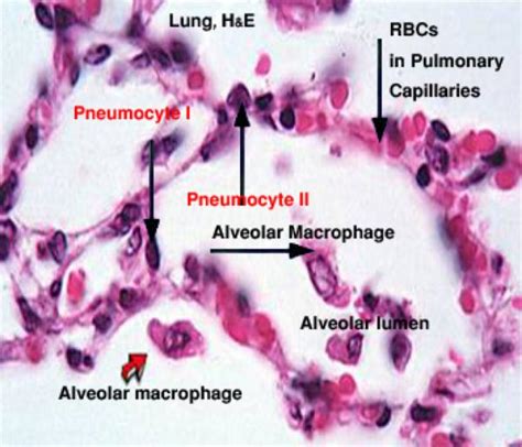 Type 1 Alveolar Cells Histology