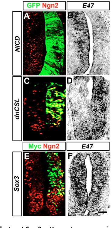 Figure 3 From SoxB1 Transcription Factors And Notch Signaling Use