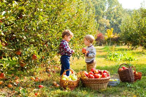 Dos Ni Os Con Las Manzanas En Sus Manos En La Huerta Del Oto O Imagen