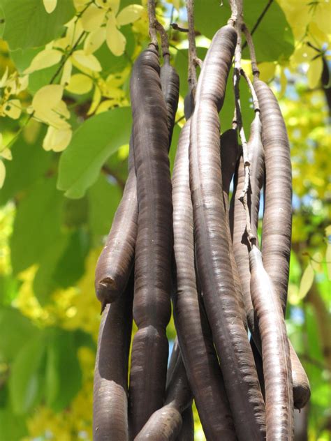 Cassia Fistula Fruit