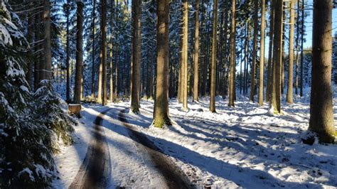 Banco De Imagens Panorama árvore Natureza Caminho Ramo Neve