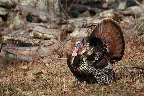 Wild Turkey By Stocksy Contributor Paul Tessier Stocksy