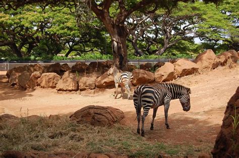 Honolulu Zoo, Oahu | To-Hawaii.com