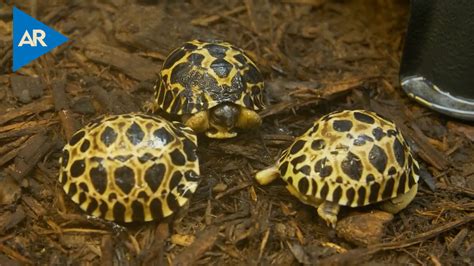 Tortuga De Especie En Peligro De Extinci N Se Convierte En Padre De