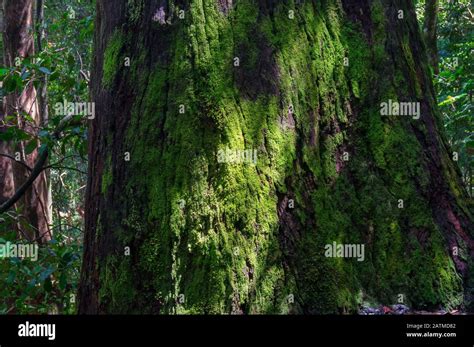 Tronco De Rbol Cubierto De Musgo Verde Gran Tronco Ancho De Viejo