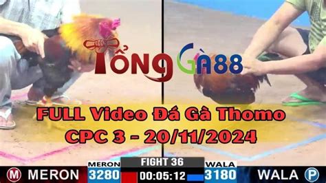 TRỰC TIẾP ĐÁ GÀ THOMO C1 C2 C3 Xem Đá Gà Campuchia