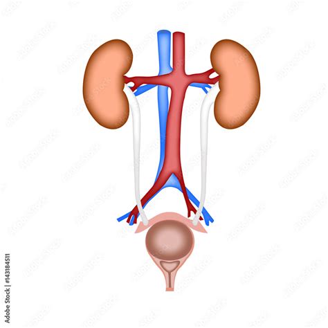 urinary system Stock Vector | Adobe Stock