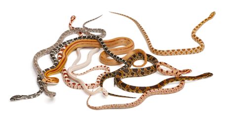 How Snakes Lost Their Legs An Introduction To Evolutionary Development