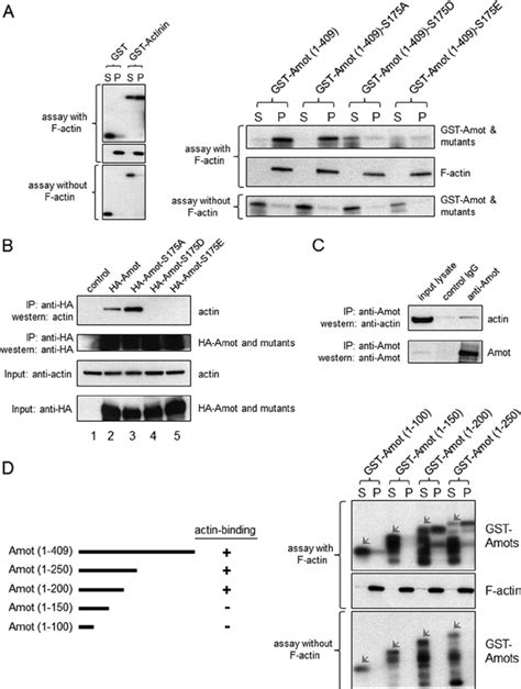 Actin Binding Activity Of Amot A Amot And Amot S A Bind Directly