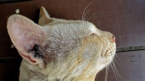 Yeast Infection In Cats Malassezia Dermatitis Our Vet Discusses Signs Causes And Treatment