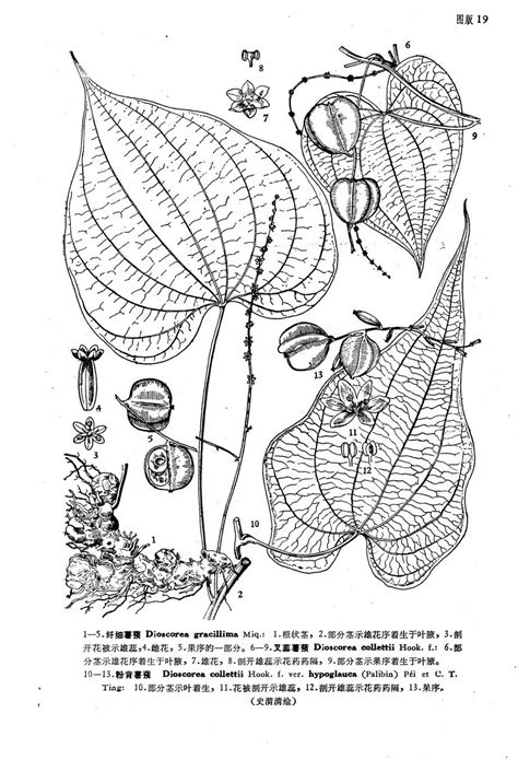 叉蕊薯蓣图册360百科