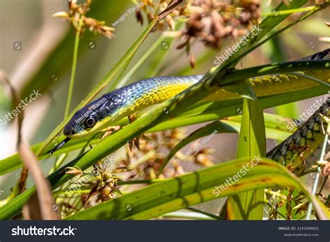 Australian Green Tree Snake Queensland Australia Stock Photo 2141999021 ...