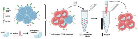 Crisprcas9 Mediated Gene Knockout Followed By Negative Selection Leads