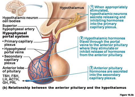 Anterior Pituitary Gland Anterior Pituitary, Pituitary Gland, Thyroid ...