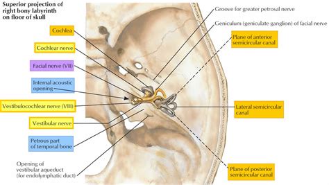 Vestibulocochlear nerve anatomy, location, function, damage & test