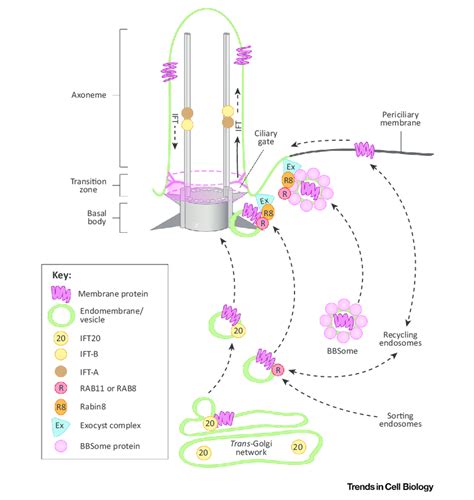 T D D I F F Ii Simplified Schematic Of Protein Trafficking Into