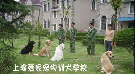 上海训犬基地 上海狗学校 上海训狗 上海宠物训练 上海宠物培训 上海爱家宠物训犬学校