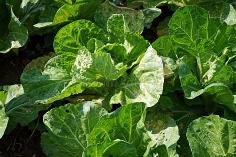 Downy Mildew Disease Symptom On Chinese Cabbage Stock Photo Image Of