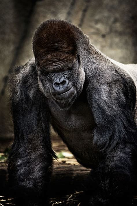 Silverback Primates, Mammals, Animals And Pets, Funny Animals, Cute ...