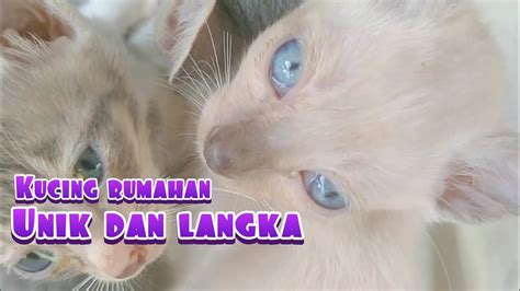 Anak Kucing Kampung Yang Langka Youtube