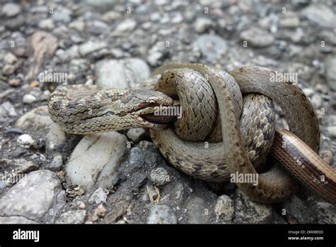 Snake eats snake Stock Photo - Alamy