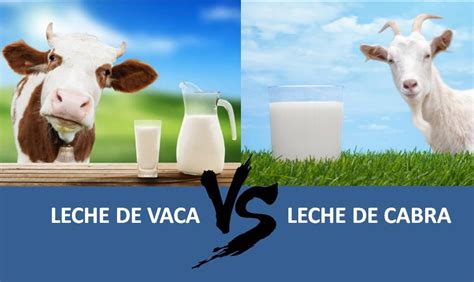 Leche De Vaca Vs Leche De Cabra Nutripediatria