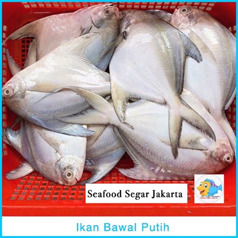 Jual Ikan Bawal Putih Segar Kg Bawal Laut Segar Shopee Indonesia