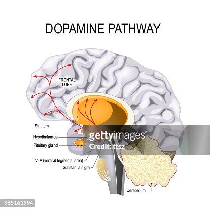 Dopamine Hypothesis Of Schizophrenia High-Res Vector Graphic - Getty Images