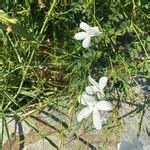 Jasminum Grandiflorum L Catalonian Jasmine World Flora Pl Ntnet