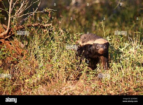 Honigdachs Honey Badger Mellivora Capensis Stock Photo Alamy