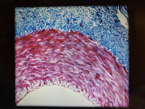 Ap Lab Midterm Lab Apr Structures Histology Functions And