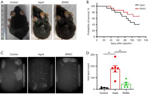 Effect Of Bmscs On Aging Mice A Images Of Control Aging And Bmscs