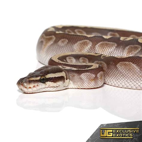 Baby Butter GHI Ball Pythons For Sale - Underground Reptiles