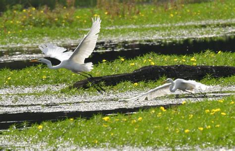 Animation Visite de la Saligue aux Oiseaux Fédération