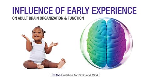 Influence Of Early Experience On Adult Brain Organization And Function