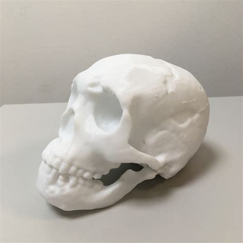 3D Printable Neanderthal skull by Anatomical Museum