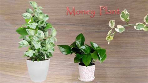 How To Grow Money Plant Pothos Perfectly मनी प्लांट लगाने का सही