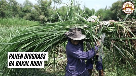 Timbang Biograss Rumput Pakan Anti Rugi Youtube