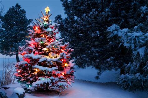 How To Look After A Christmas Tree In The Garden Allotment Gardens