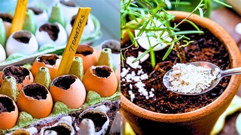 Ways To Use Eggshells In The Garden Horticulture Co Uk